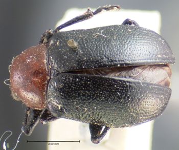 Media type: image; Entomology 17305   Aspect: habitus dorsal view